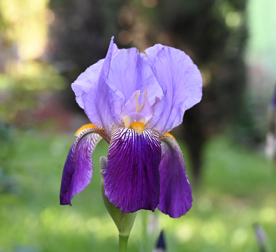 Iris germanica, 아이리스  Geotagged,German Iris,Iris germanica,Spring,Tajikistan,아이리스