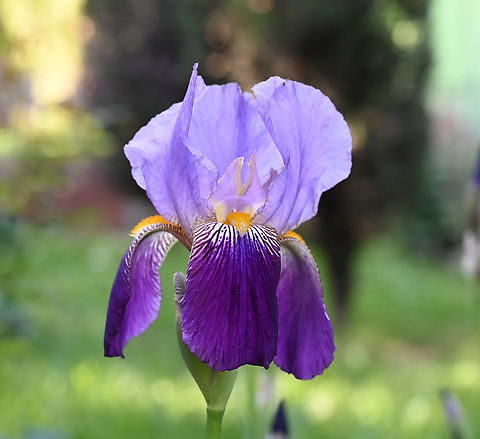 Iris germanica, 아이리스  Geotagged,German Iris,Iris germanica,Spring,Tajikistan,아이리스