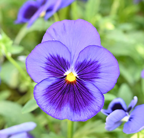Viola tricolor, 펜지, 삼색제비꽃  Geotagged,Heartsease,Spring,Tajikistan,Viola  tricolor,Viola tricolor,삼색제비꽃,펜지꽃