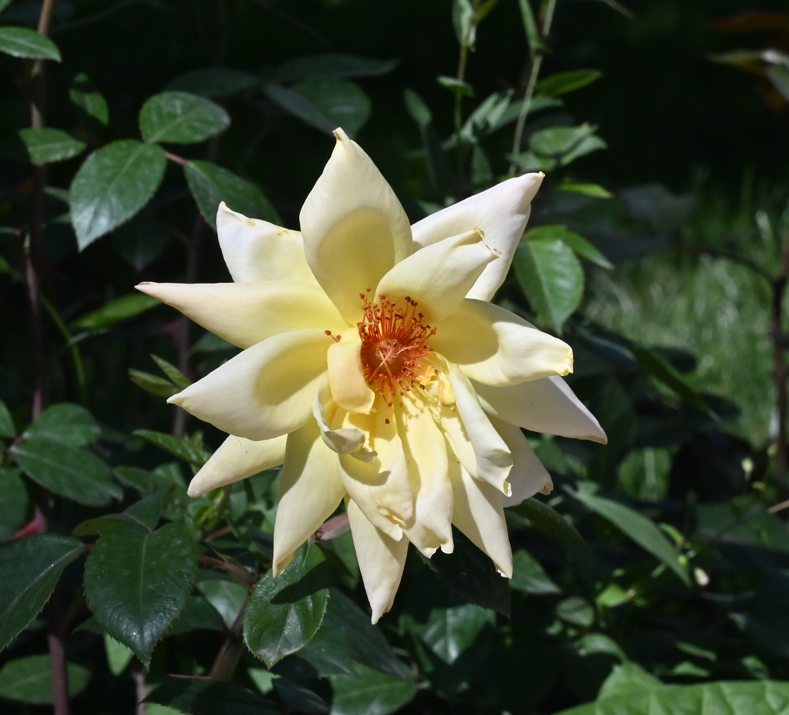 Rosa gigantea, 로사 기간티아  Geotagged,Rosa gigantea,Spring,Tajikistan,로사 기간티아