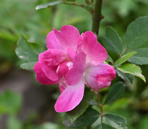 Rosa Spp.  Geotagged,Rosa Spp. 장미꽃,Spring,Tajikistan