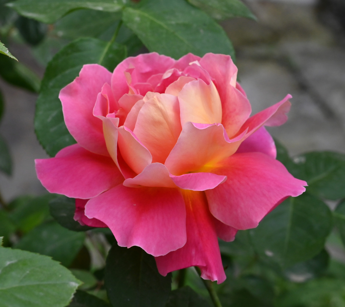 Hybrid tea rosa, 하이브리드 장미  Geotagged,Hybrid tea rosa,Spring,Tajikistan,하이브리드 장미