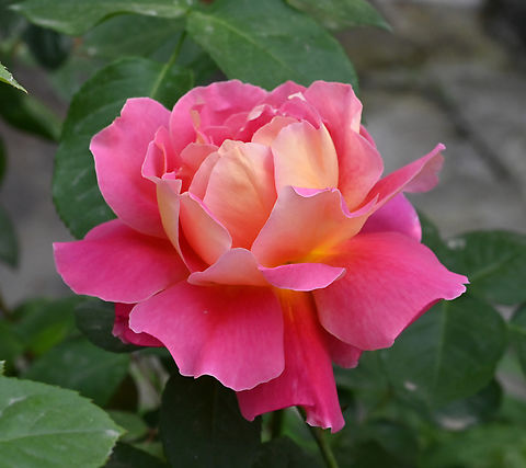 Hybrid tea rosa, 하이브리드 장미  Geotagged,Hybrid tea rosa,Spring,Tajikistan,하이브리드 장미