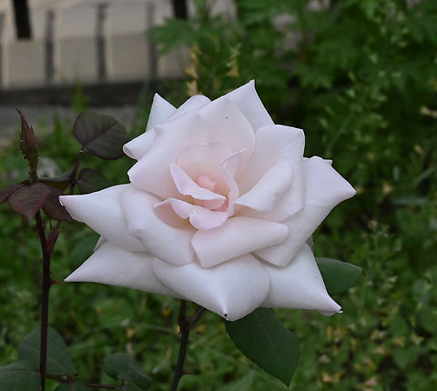 Rosa Violet Carson, 바이올렛 카슨 장미  Geotagged,Rosa Violet Carson,Spring,Tajikistan,바이올렛 카슨 장미