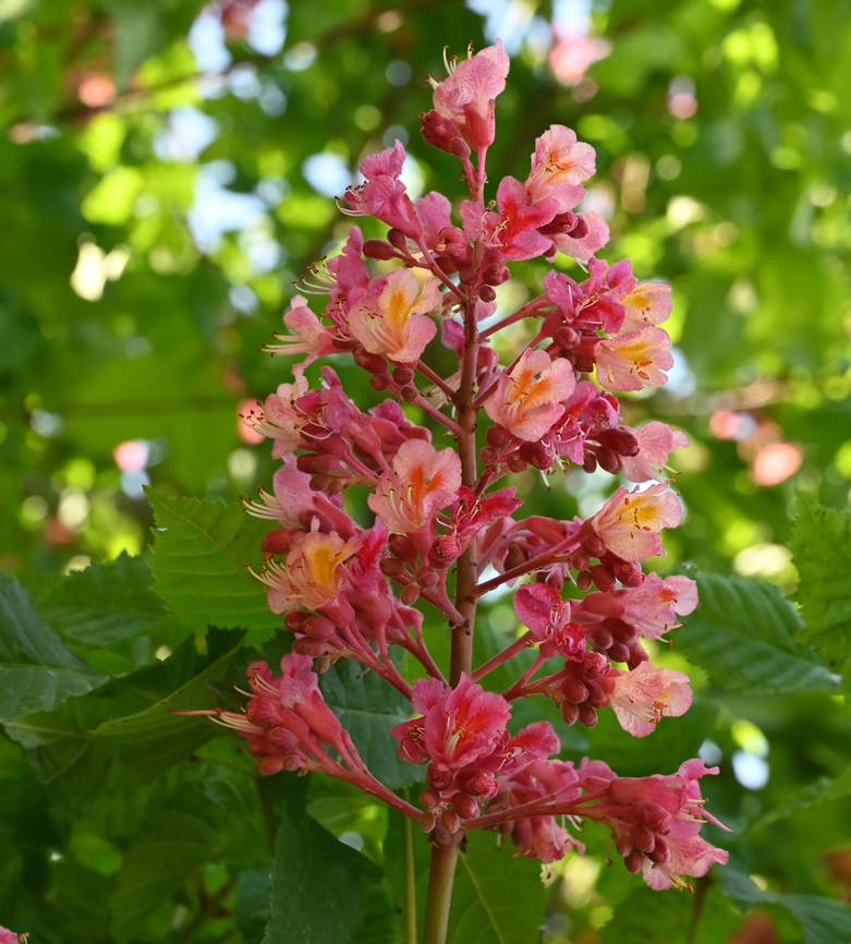 Aesculus × carnea, 붉은 말 밤나무  Aesculus hybrid,Aesculus × carnea,Geotagged,Red horse-chestnut,Spring,Tajikistan,붉은 말 밤나무