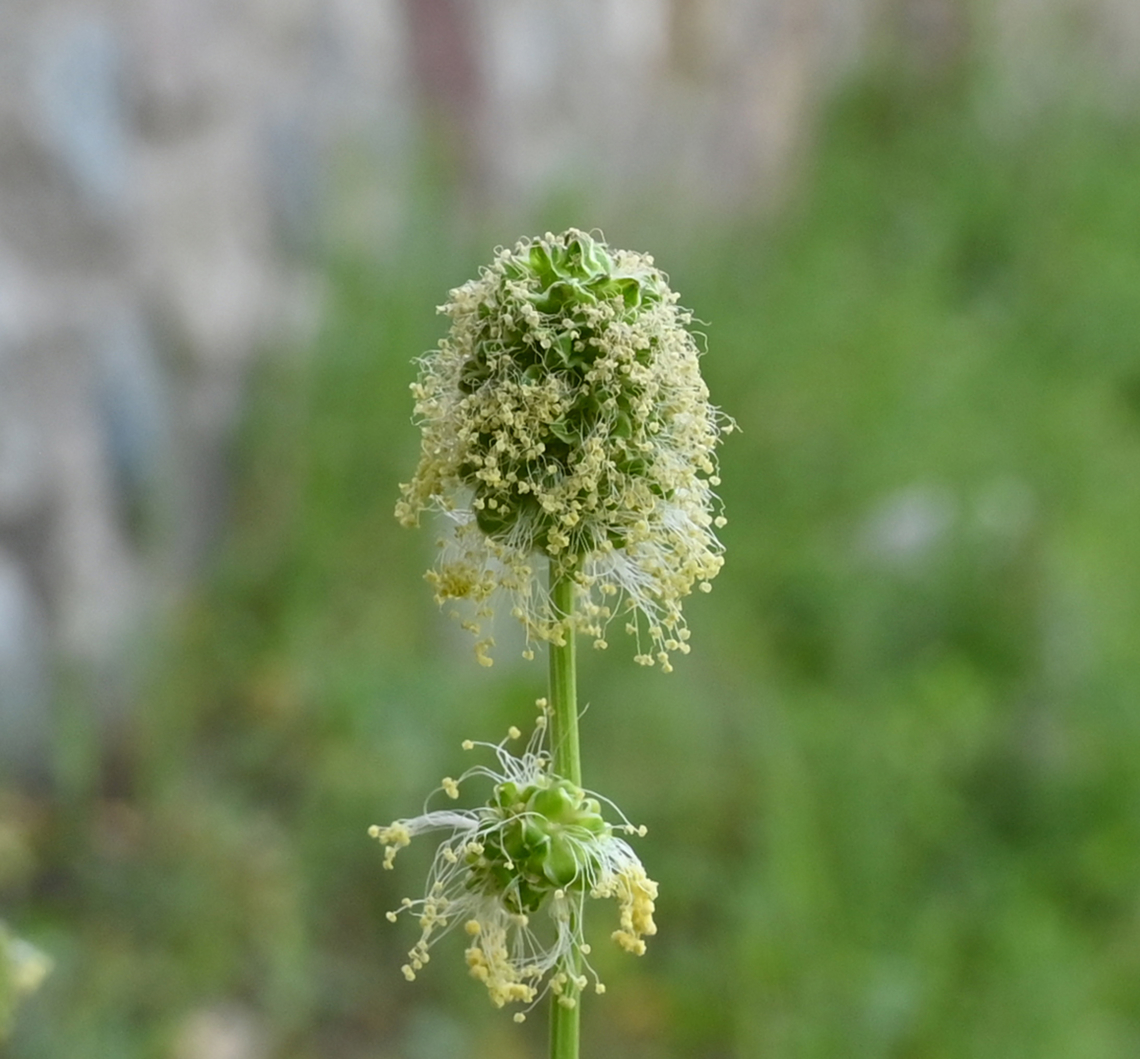 Sanguisorba minor, 술오이풀  Geotagged,Salad Burnet,Sanguisorba minor,Spring,Tajikistan,술오이풀