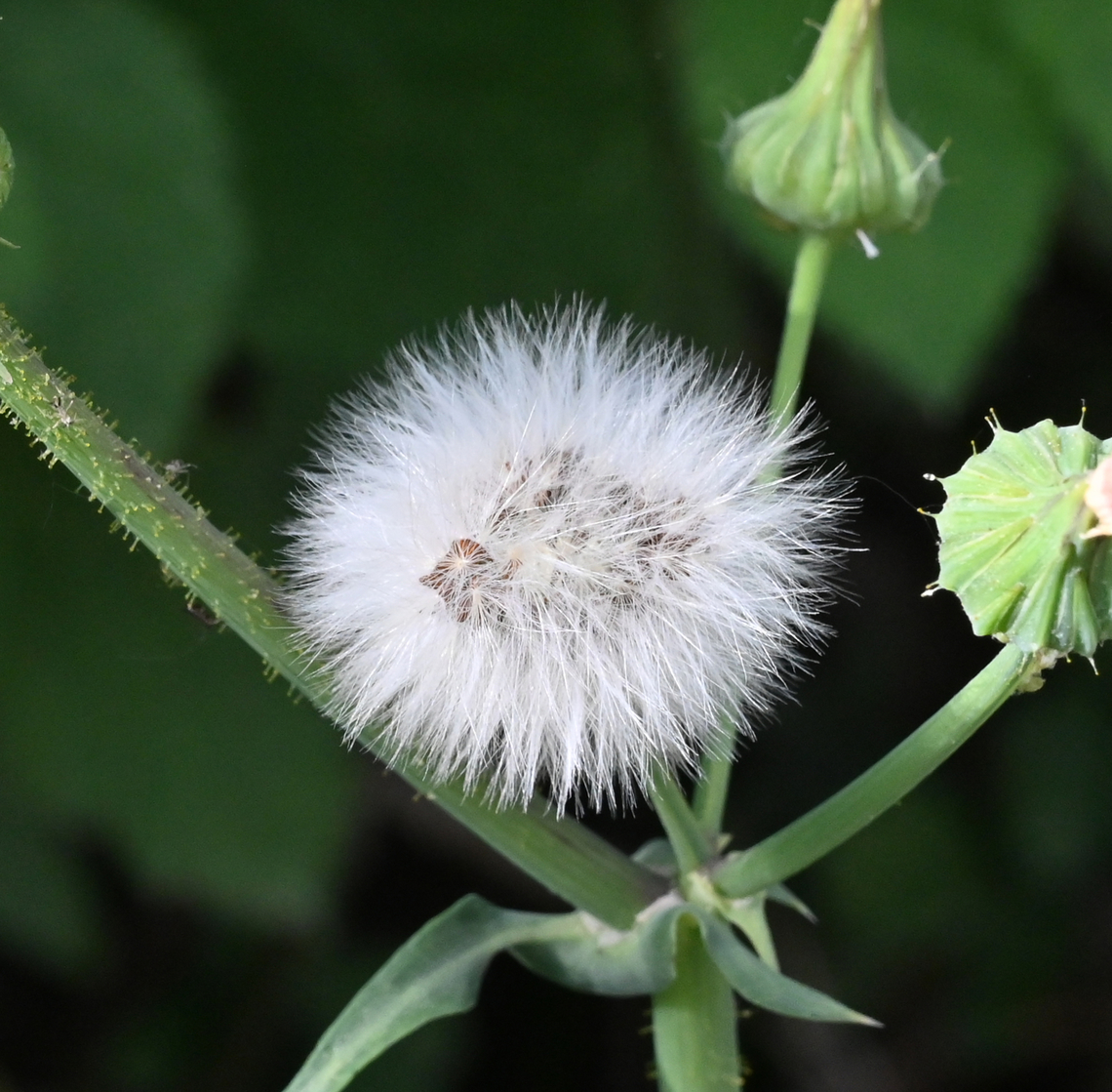 Sonchus arvensis, 방가지똥풀  Field milk thistle,Geotagged,Sonchus arvensis,Spring,Tajikistan,방가지똥풀