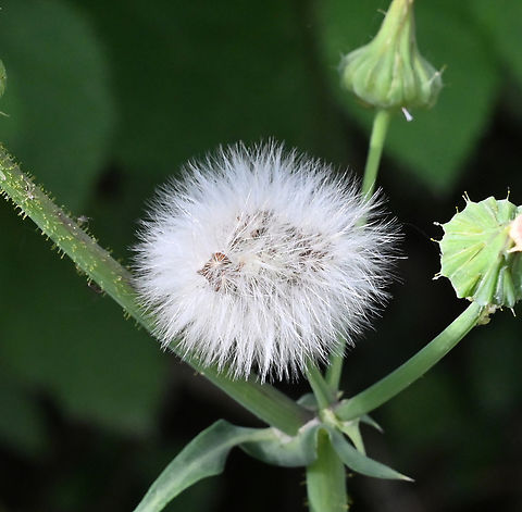 Sonchus arvensis, 방가지똥풀  Field milk thistle,Geotagged,Sonchus arvensis,Spring,Tajikistan,방가지똥풀