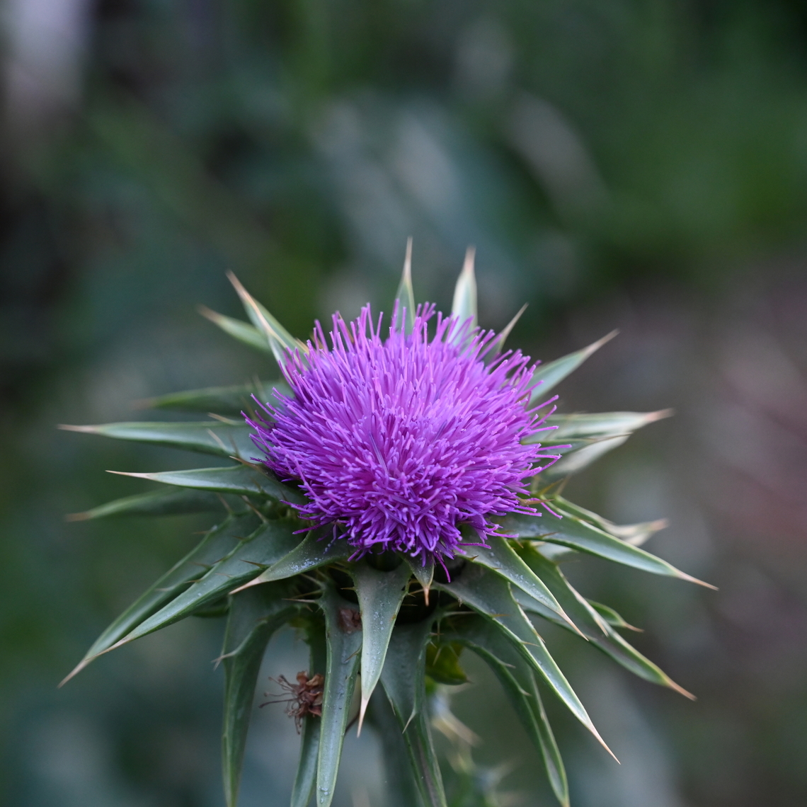 Silybum marianum, 밀크씨슬  Geotagged,Milk thistle,Silybum marianum,Spring,Tajikistan,밀크씨슬