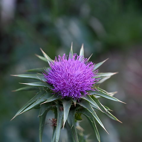 Silybum marianum, 밀크씨슬  Geotagged,Milk thistle,Silybum marianum,Spring,Tajikistan,밀크씨슬