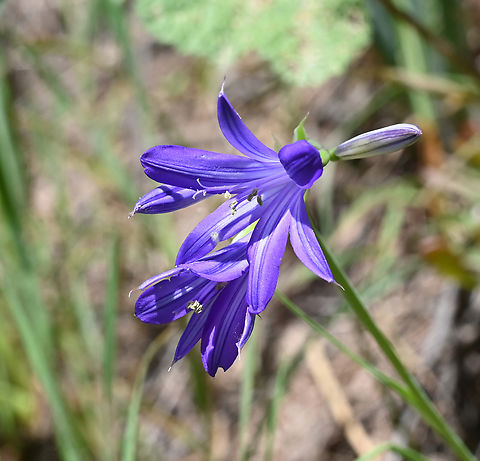Ixiolirion tataricum  Geotagged,Ixiolirion tataricum,Siberian lily,Spring,Tajikistan