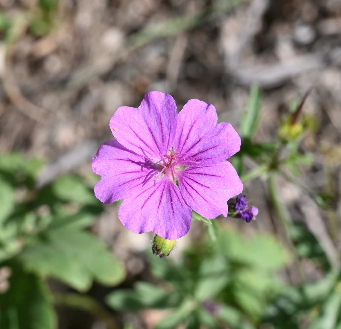 Geranium sanguineum, 제라늄  Bloody geranium,Geotagged,Geranium sanguineum,Spring,Tajikistan,제라늄