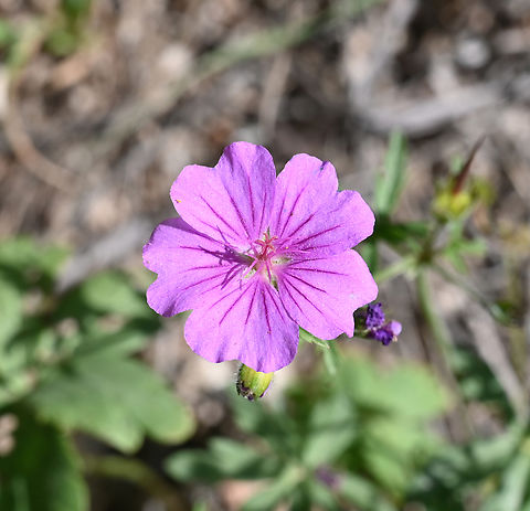 Geranium sanguineum, 제라늄  Bloody geranium,Geotagged,Geranium sanguineum,Spring,Tajikistan,제라늄
