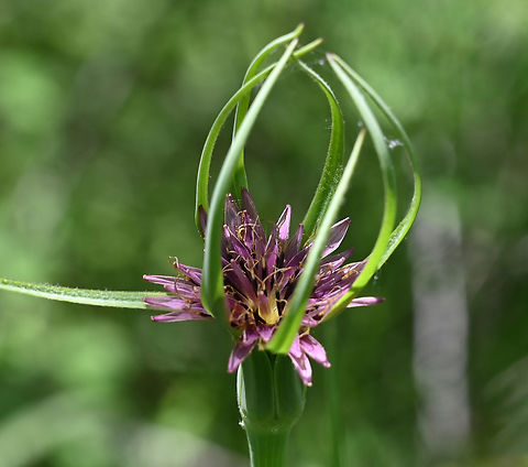 Tragopogon porrifolius, 파라문산  Geotagged,Purple salsify,Spring,Tajikistan,Tragopogon porrifolius,파라문산