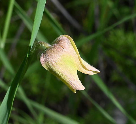 Clematis hirsutissima, 클레마티스  Clematis hirsutissima,Geotagged,Spring,Tajikistan,클레마티스