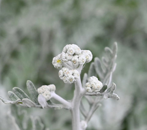 Jacobaea maritima, 은쑥꽃  Dusty Miller,Geotagged,Jacobaea maritima,Spring,Tajikistan,은쑥꽃