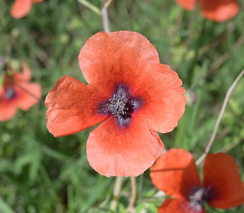 Papaver argemone, 꽃양귀비  Geotagged,Long pricklyhead poppy,Papaver argemone,Spring,Tajikistan,꽃양귀비