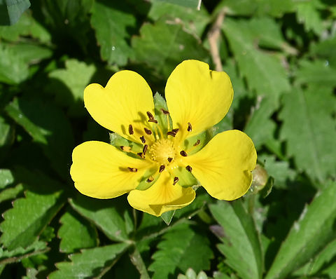 Potentilla reptans, 양지꽃아족  Creeping cinquefoil,Geotagged,Potentilla reptans,Spring,양지꽃아족