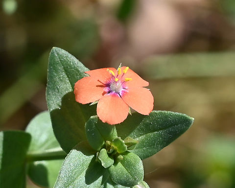 Lysimachia arvensis, 뚜껑별꽃  Anagallis arvensis,Geotagged,Lysimachia arvensis,Scarlet pimpernel,Spring,Tajikistan,뚜껑별꽃
