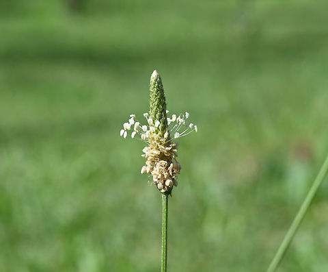 Plantago lanceolata, 창질경이  Geotagged,Plantago lanceolata,Ribwort Plantain,Spring,Tajikistan,창질경이