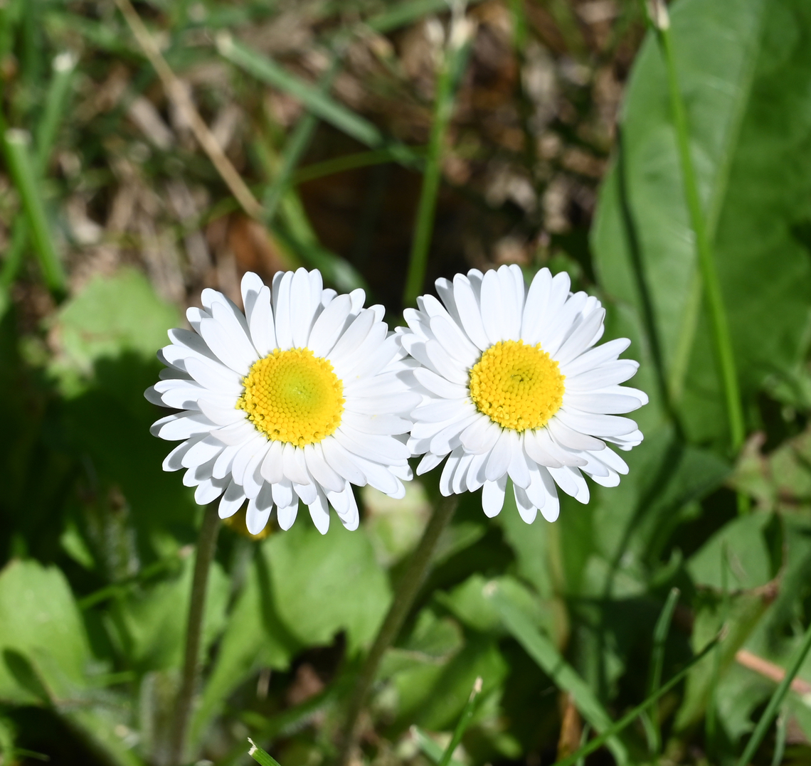 Bellis perennis, 데이지  Bellis perennis,Common daisy,Geotagged,Spring,Tajikistan,데이지