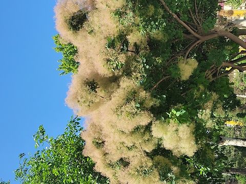 Cotinus coggygria, 안개나무  Cotinus coggygria,Geotagged,Smokebush,Spring,Tajikistan,안개나무