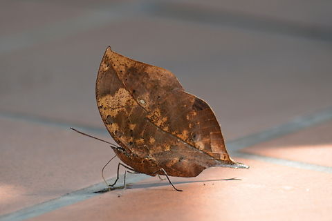 Kallima inachus, 가랑잎 나비 Dead leaf butterfly Geotagged,Kallima inachus,Laos,Orange oakleaf,Spring,가랑잎 나비