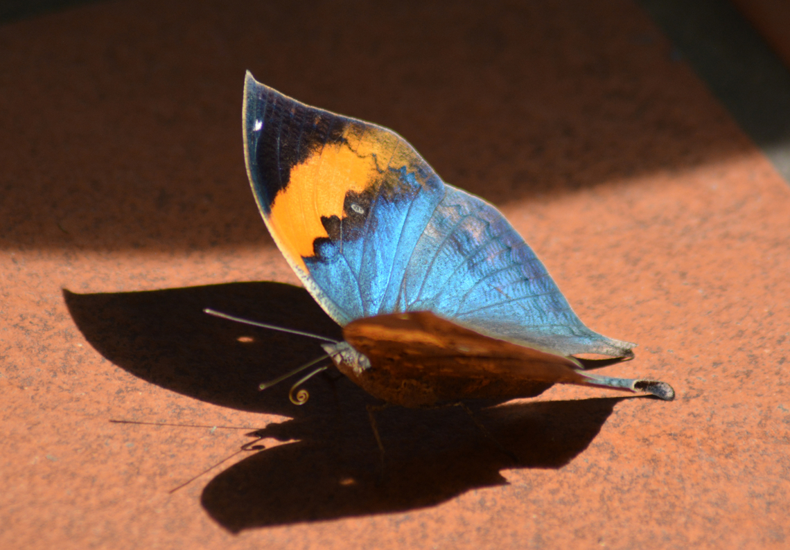 Kallima inachus, 가랑잎 나비  Geotagged,Kallima inachus,Laos,Orange oakleaf,Spring,가랑잎 나비