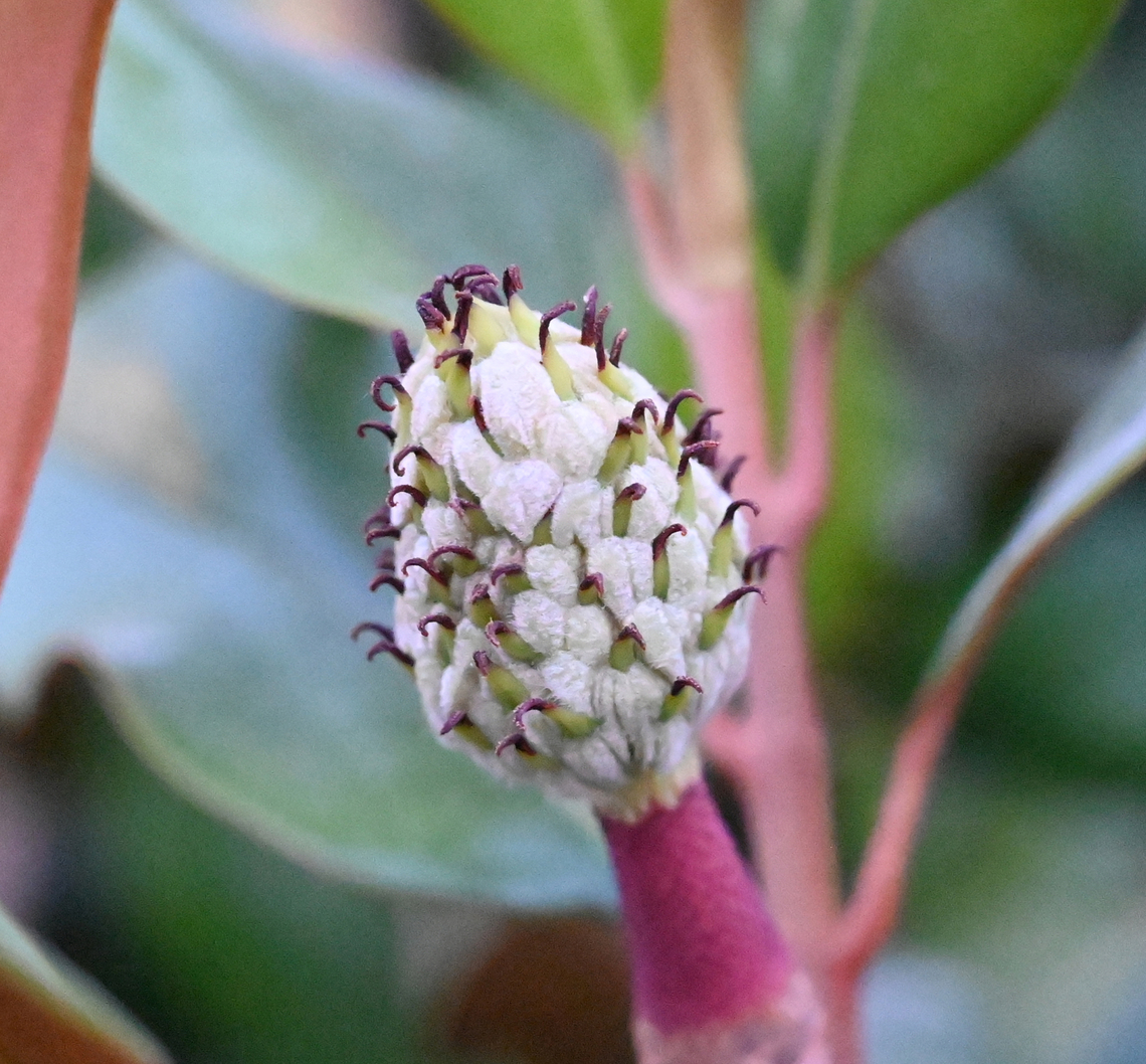 Magnolia grandiflora, 태산목  Geotagged,Magnolia grandiflora,Southern magnolia,Spring,Tajikistan,태산목