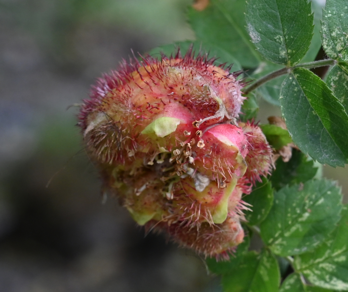 Diplolepis mayri, 메이리  Diplolepis  mayri,Diplolepis mayri,Geotagged,Spring,Tajikistan,메이리