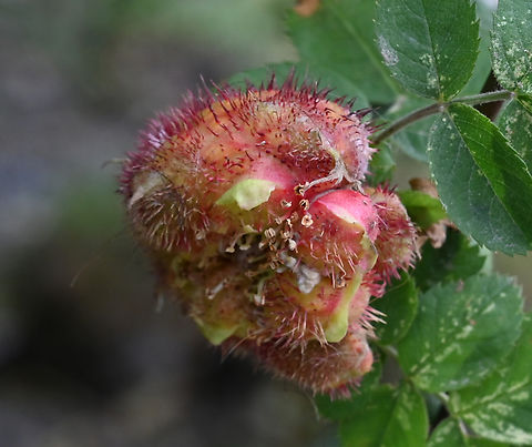 Diplolepis mayri, 메이리  Diplolepis  mayri,Diplolepis mayri,Geotagged,Spring,Tajikistan,메이리
