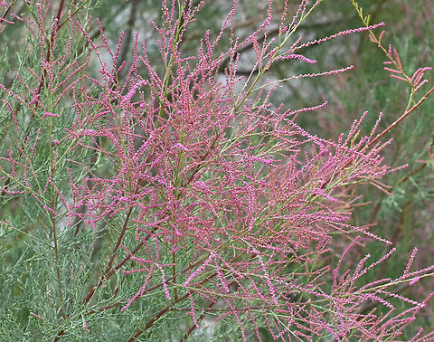 Tamarix ramosissima, 타마릭스  Geotagged,Saltcedar,Spring,Tajikistan,Tamarix ramosissima,타마릭스