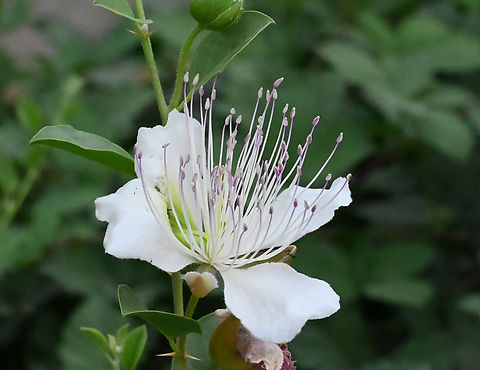 Capparis spinosa, 케이퍼  Capparis spinosa,Capparis spinosaCaper,Geotagged,Spring,Tajikistan,케이퍼