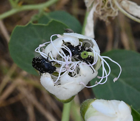 Capparis spinosa, 케이퍼 Who eat who?
Eating each other? Capparis spinosa,Capparis spinosaCaper,Geotagged,Spring,Tajikistan,케이퍼