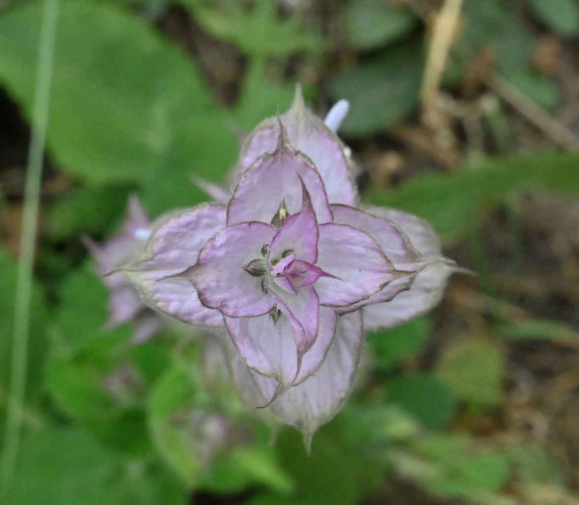 Salvia sclarea, 클라리 세이지  Geotagged,Salvia sclarea,Spring,Tajikistan,클라리 세이지