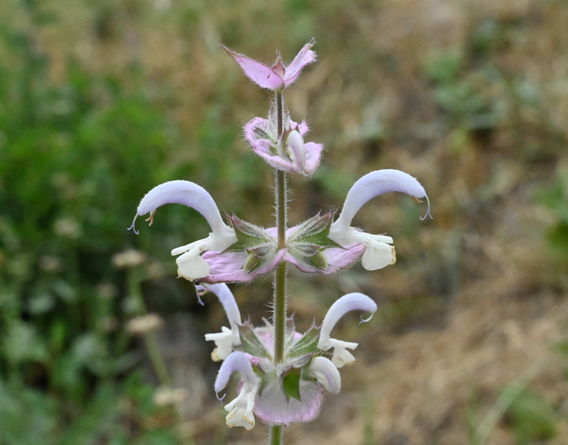 Salvia sclarea, 클라리 세이지  Geotagged,Salvia sclarea,Spring,Tajikistan,클라리 세이지