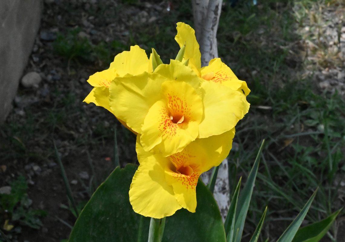 Canna indica, 칸나인디카  Yellow King Humbert? Canna indica,Geotagged,Indian-Shot,Spring,Tajikistan,Yellow King Humbert,칸나꽃