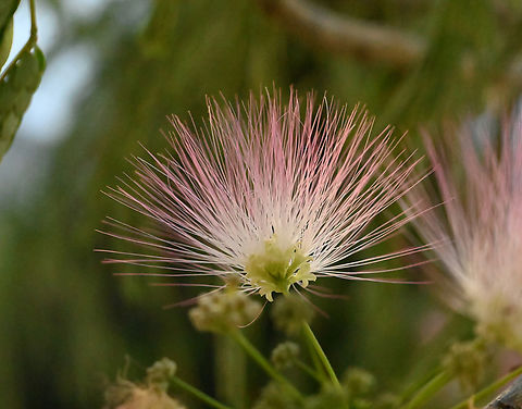 Albizia julibrissin, 자귀나무 Persian Silk Tree Albizia julibrissin,Geotagged,Persian Silk Tree,Spring,Tajikistan,자귀나무