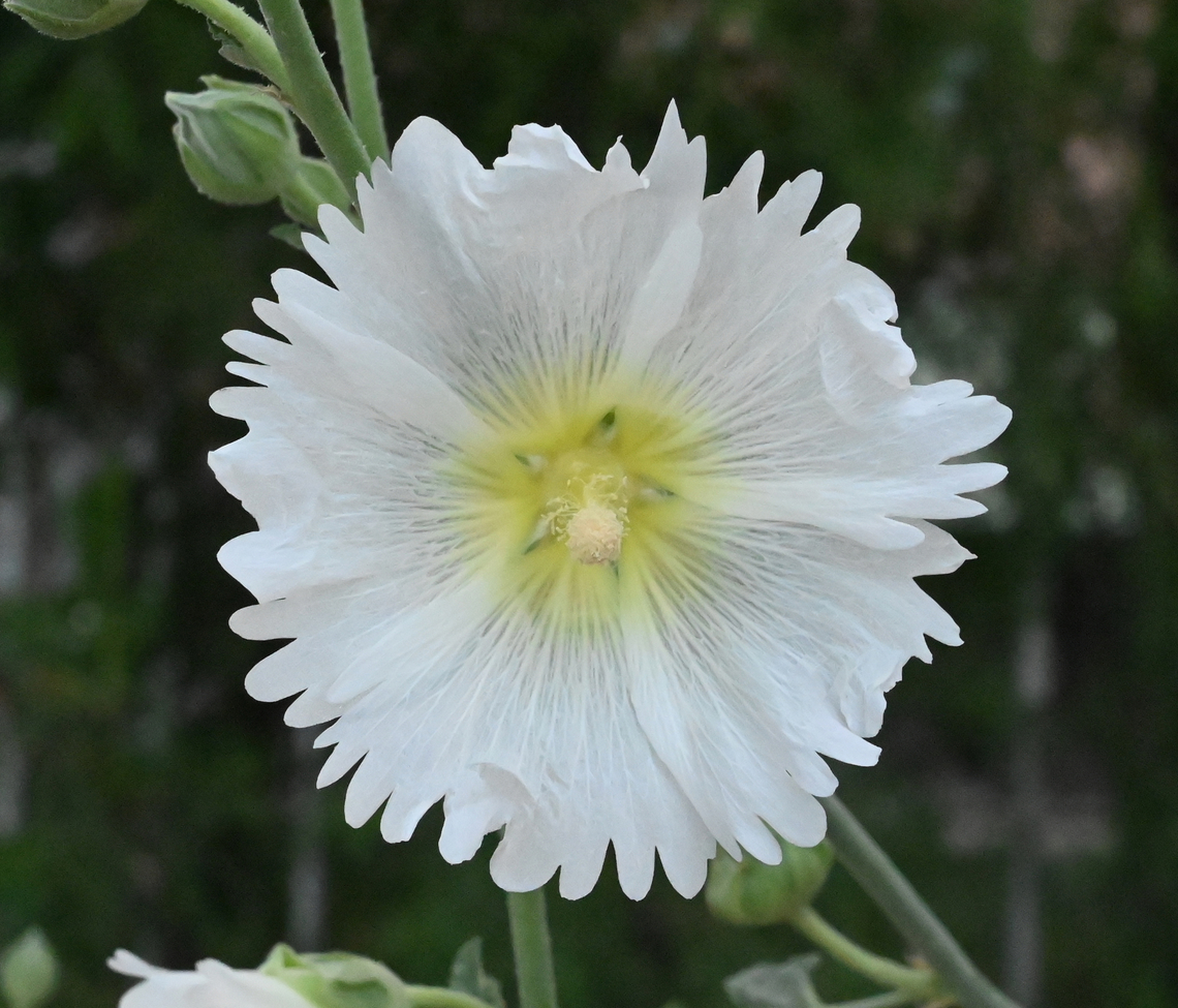 Alcea rosea, 접시꽃 White Hollyhock Alcea rosea,Geotagged,Hollyhock,Spring,Tajikistan,접시꽃. White Hollyhock