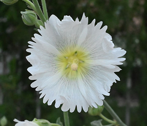 Alcea rosea, 접시꽃 White Hollyhock Alcea rosea,Geotagged,Hollyhock,Spring,Tajikistan,접시꽃. White Hollyhock