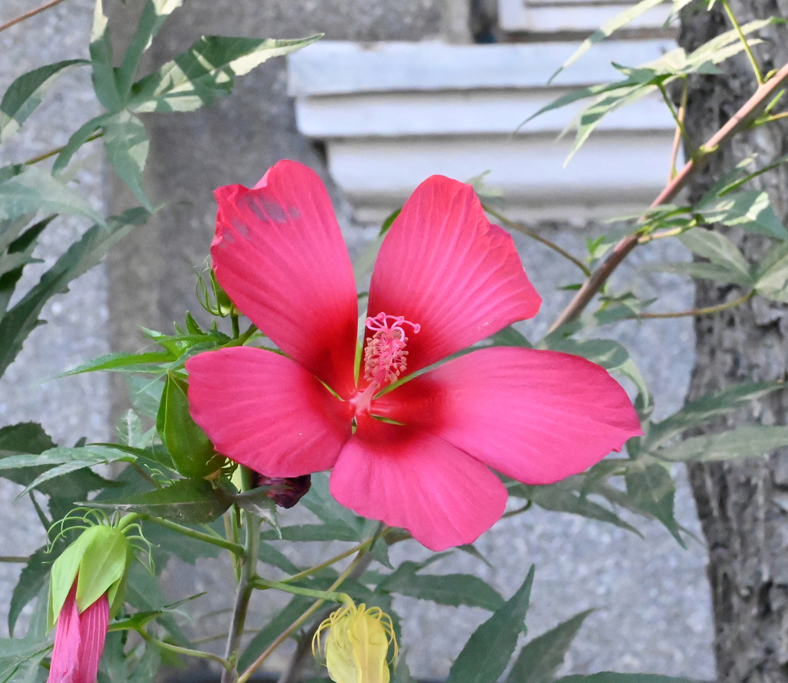 Hibiscus Coccineus, 단풍잎부용  Geotagged,Hibiscus Coccineus,Hibiscus coccineus,Scarlet rosemallow,Spring,Tajikistan,단풍잎부용