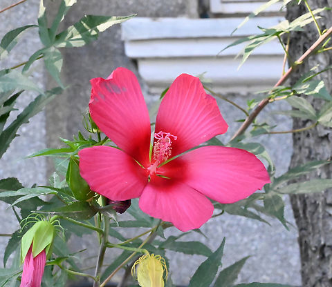 Hibiscus Coccineus, 단풍잎부용  Geotagged,Hibiscus Coccineus,Hibiscus coccineus,Scarlet rosemallow,Spring,Tajikistan,단풍잎부용