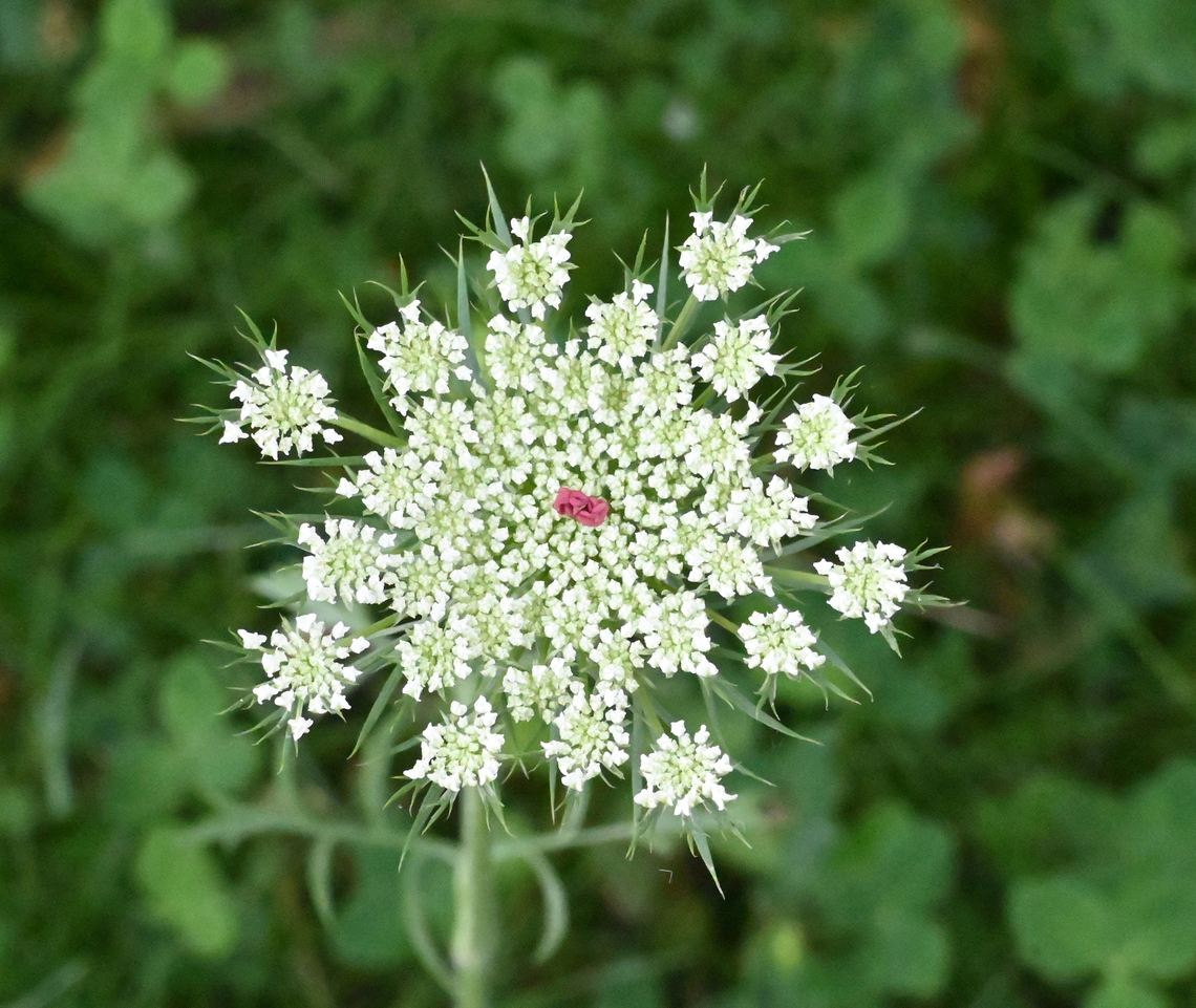 Daucus carota, 야생당근  Daucus carota,Geotagged,Spring,Tajikistan,Wild carrot,야생당근