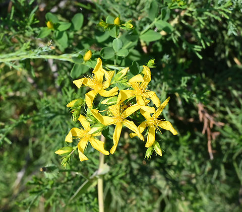 Hypericum canariense, 카나리아 물푸레나무  Geotagged,Hypericum canariense,Spring,Tajikistan,카나리아 물푸레나무