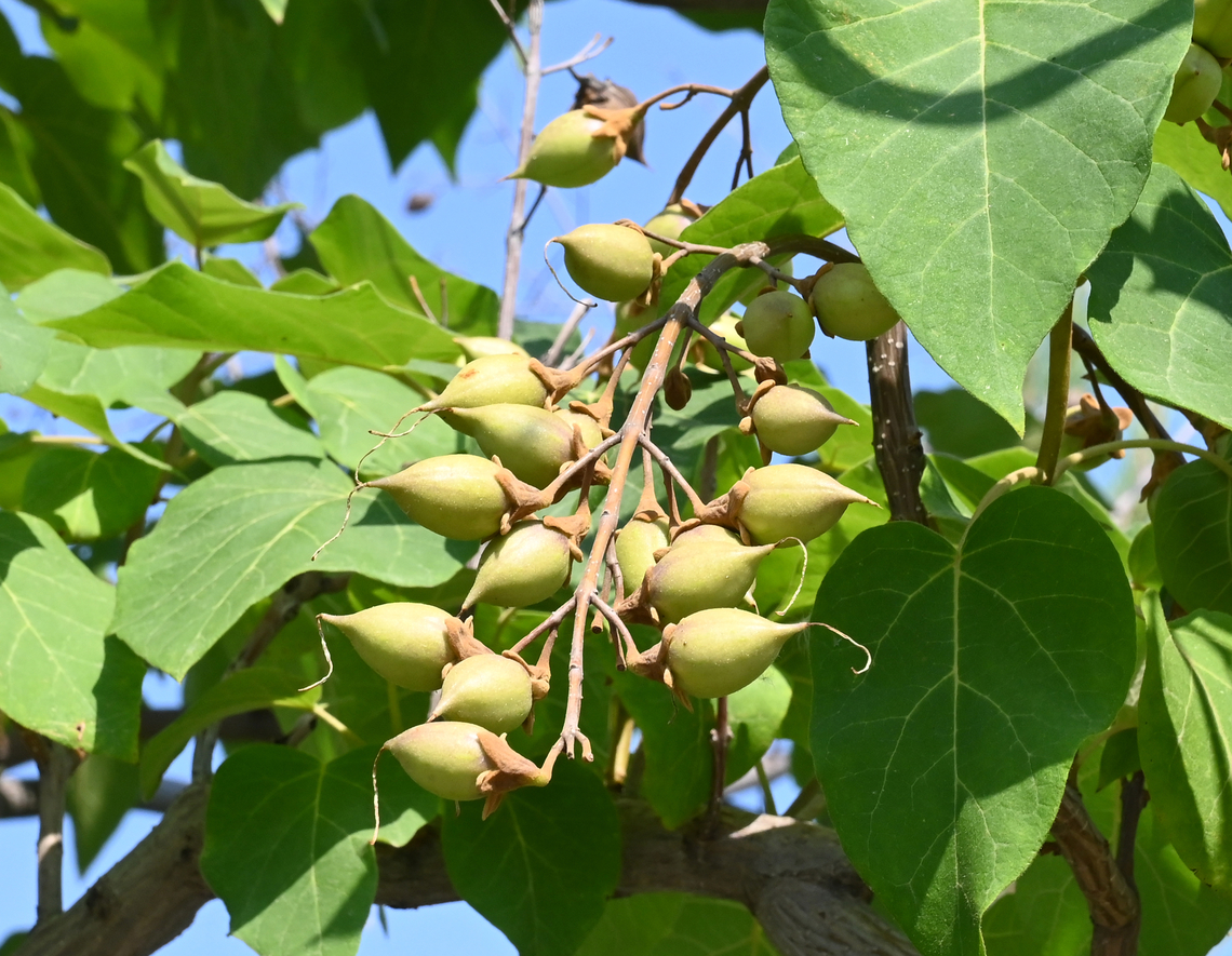 Paulownia tomentosa, 참오동나무  Geotagged,Paulownia tomentosa,Princess tree,Spring,Tajikistan,참오동나무