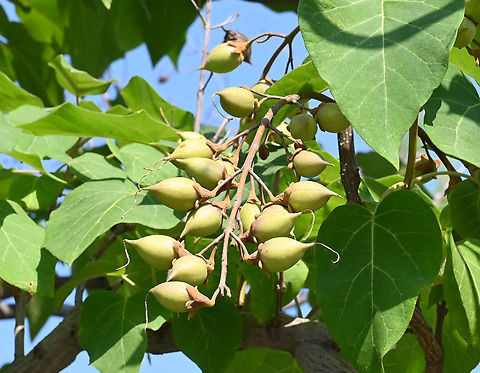 Paulownia tomentosa, 참오동나무  Geotagged,Paulownia tomentosa,Princess tree,Spring,Tajikistan,참오동나무