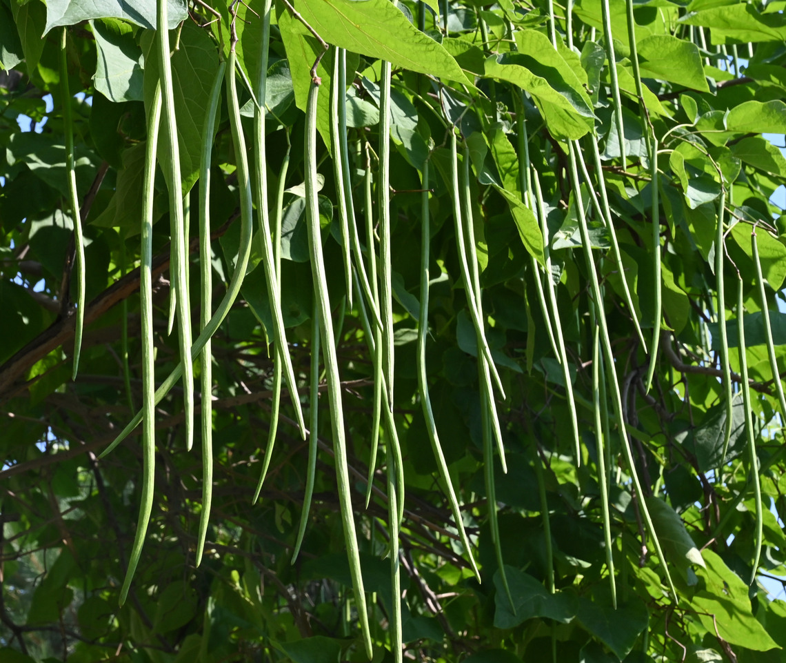 Catalpa bignonioides, 개오동나무  Catalpa bignonioides,Geotagged,Southern catalpa,Spring,Tajikistan,개오동나무