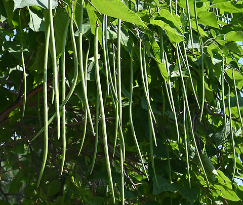 Catalpa bignonioides, 개오동나무  Catalpa bignonioides,Geotagged,Southern catalpa,Spring,Tajikistan,개오동나무