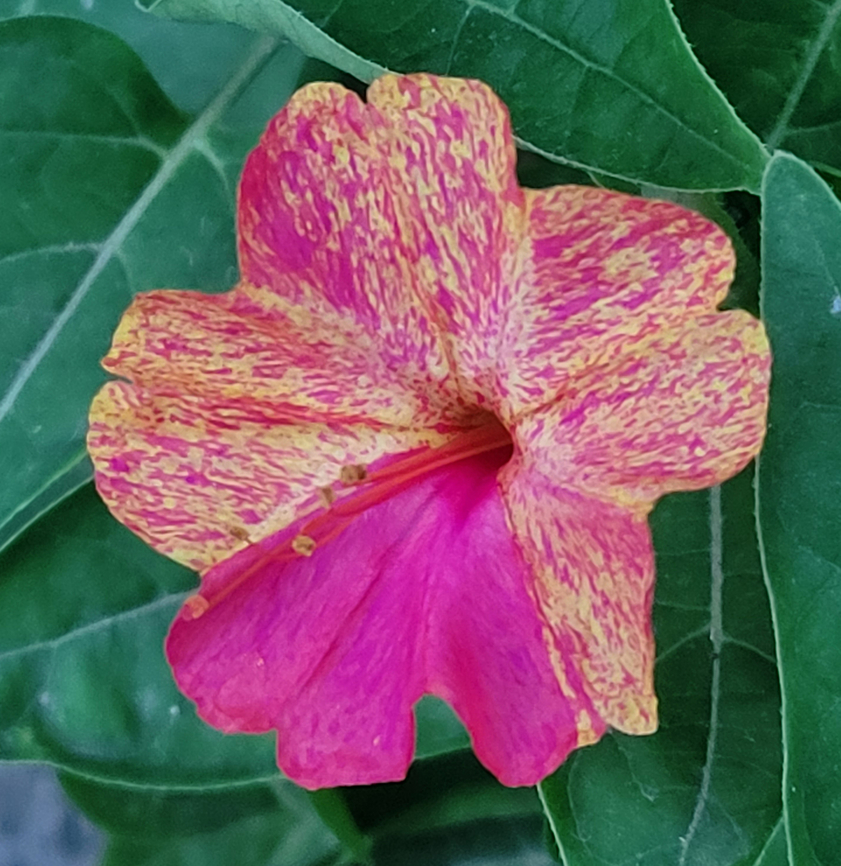 Mirabilis jalapa, 분꽃  Geotagged,Marvel of Peru,Mirabilis jalapa,Summer,Tajikistan,분꽃꽃