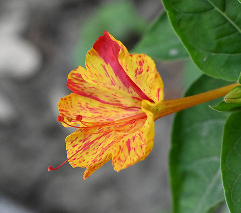 Mirabilis jalapa, 분꽃  Geotagged,Marvel of Peru,Mirabilis jalapa,Summer,Tajikistan,분꽃꽃